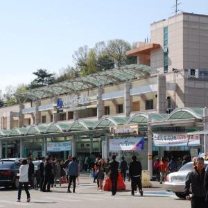 대구 비슬산 대견사, 진달래 축제 (2015.4.22)