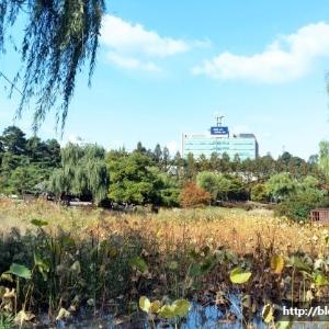 보라매 공원의 가을 풍경 (2017. 10. 26.)