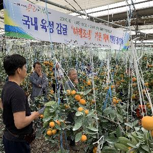 [수시] 국내육성 감귤 신품종 조기 보급 확산 전시포 운영