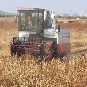 강화군농기계은행, 콩 수확 및 정선 실시